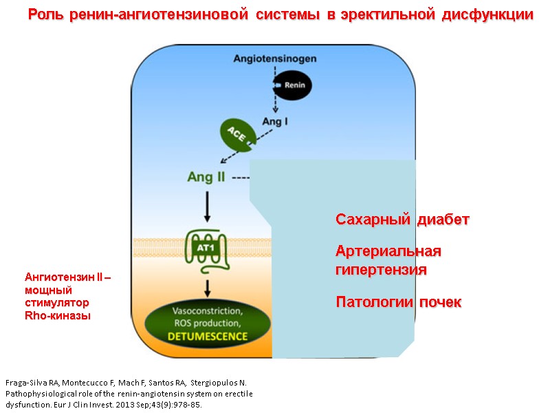 Fraga-Silva RA, Montecucco F, Mach F, Santos RA, Stergiopulos N. Pathophysiological role of the